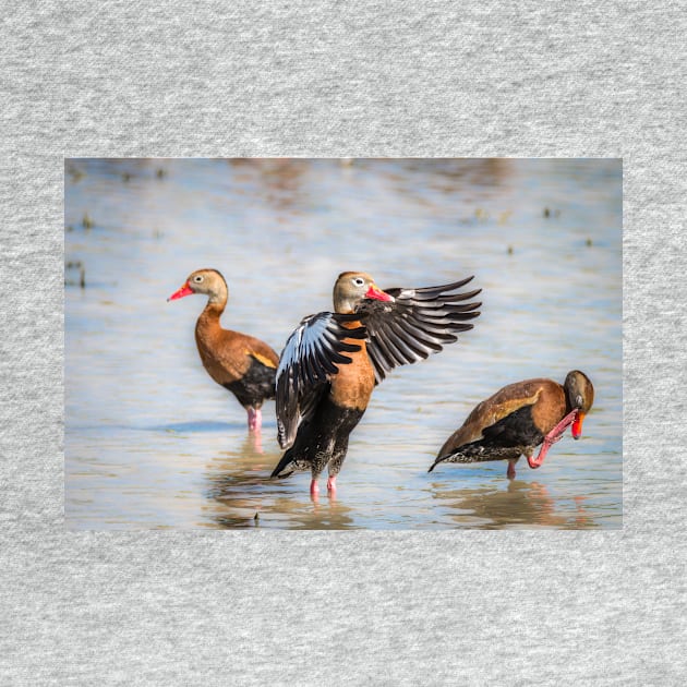 Black-bellied Whistling-Duck Trio by Debra Martz